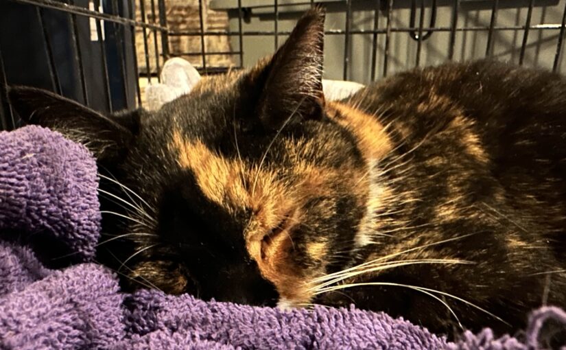 The SML Podcast – Episode 1094: Bye Bye Cocoa