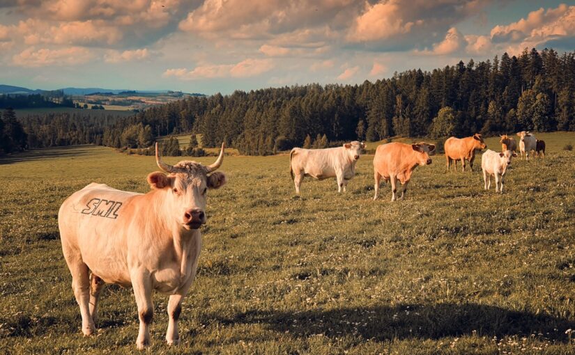 The SML Podcast – Episode 1135: Interrupting Cow